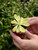 3" Pinguicula Agnata True Blue