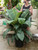 14" Peace Lily Sensation