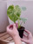 4" Monstera Bulbasaur