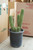 Echinopsis Brevispinulosus Corncob Cactus
