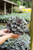 Flowering Cabbage 5 in