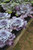 Flowering Cabbage 5 in