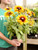 Sunbeckia 6 in