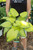 Hosta 'Stained Glass' (M) - 1 gal