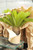 Sago Palm (Cycas Revoluta)