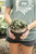 Ming Thing Cactus (Cereus Forbesii Monstrose) 6"