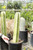 Cactus Mexican Fence Post  (Pachycerus Marginatus) - 5 gal