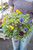 Pansy Bowl 12 in