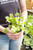 Cilantro