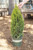 Thuja occidentalis 'Holmstrup' (M) - 2 gal