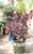 Smoke Bush Royal Purple - 2 gal