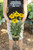 Echinacea 'Kismet® Yellow' - 1 gal