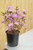 Rhododendron 'PJM' (B) - 2 gal