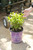 Hydrangea paniculata 'Diamond Rouge®' - 2 gal