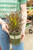 Purple Fountain Grass (M) - 1 gal