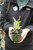 Echinacea pallida - PT