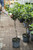 Gardenia Aimee Patio Tree 10"