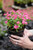 Vinca Flower 5 in
