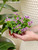 Vinca Flower 5 in