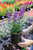 Angelonia 5 in