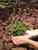 Angelonia 5 in