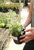 Salvia 5 in