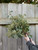 Seeded Eucalyptus