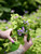Ageratum 4 in