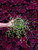 Angel Vine 4 in