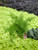 Asparagus Fern (Sprengeri)