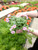 Bacopa 4 in