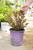 Physocarpus Fireside - 2 gal