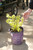 Weigela First Editions® 'Rainbow Sensation™' - 2 gal