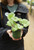 Asarum canadense - 1 pt