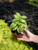 Basil 4 in