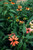 Echinacea 'Cheyenne Spirit' - 1 gal