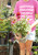 Echinacea 'Delicious Candy®' - 1 gal