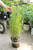 Grass Panicum virgatum Shenandoah - 2 gal