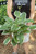 Hosta 'Francee' (M) - 1 gal