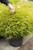 Thuja occidentalis 'Mr Bowling Ball®' - 2 gal