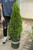 Thuja occidentalis 'Holmstrup' (M) - 5 gal