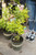 Syringa Sensation - 2 gal