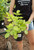 Aralia 'Sun King' (W) - 1 gal