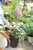 Astilbe Visions (W) - 1 gal