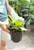 Bergenia Red Beauty (W) - 1 gal
