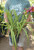 Hemerocallis Purple d'Oro - 1 gal