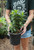 Phlox paniculata 'Flame® Coral' (W) - 1 gal