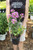 Phlox paniculata 'Flame® Pink' (W) - 1 gal