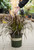 Purple Fountain Grass (M) - 2 gal