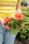 Geranium, Semi-Trailing 4 in